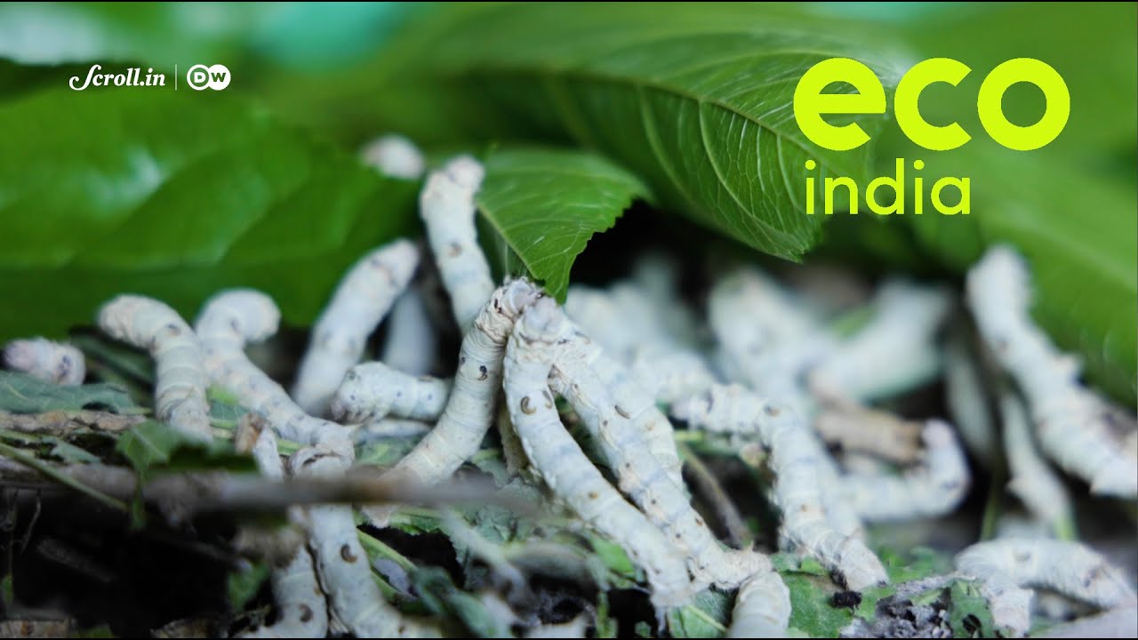 Eco India: How sericulture is giving cotton farmers a new lease on life in drought-prone Marathwada
