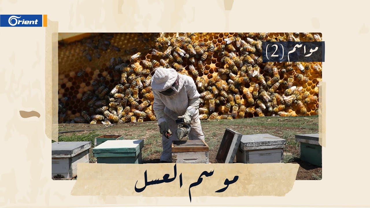 النحل والمراعي السورية تُنتج أفضل أنواع العسل الطبيعي