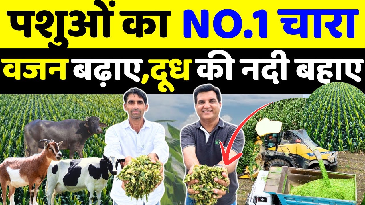 दुनिया का नंबर 1 हरा चारा | Best fodder | Dairy farm business | Goat farm | Silage making process 