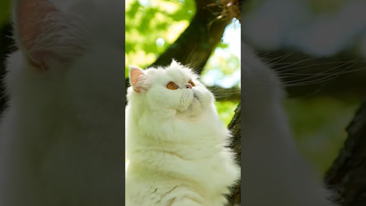 Милый котенок &ndash; акт доброты #доброта #история #сша #соединенныештаты #короткаялента