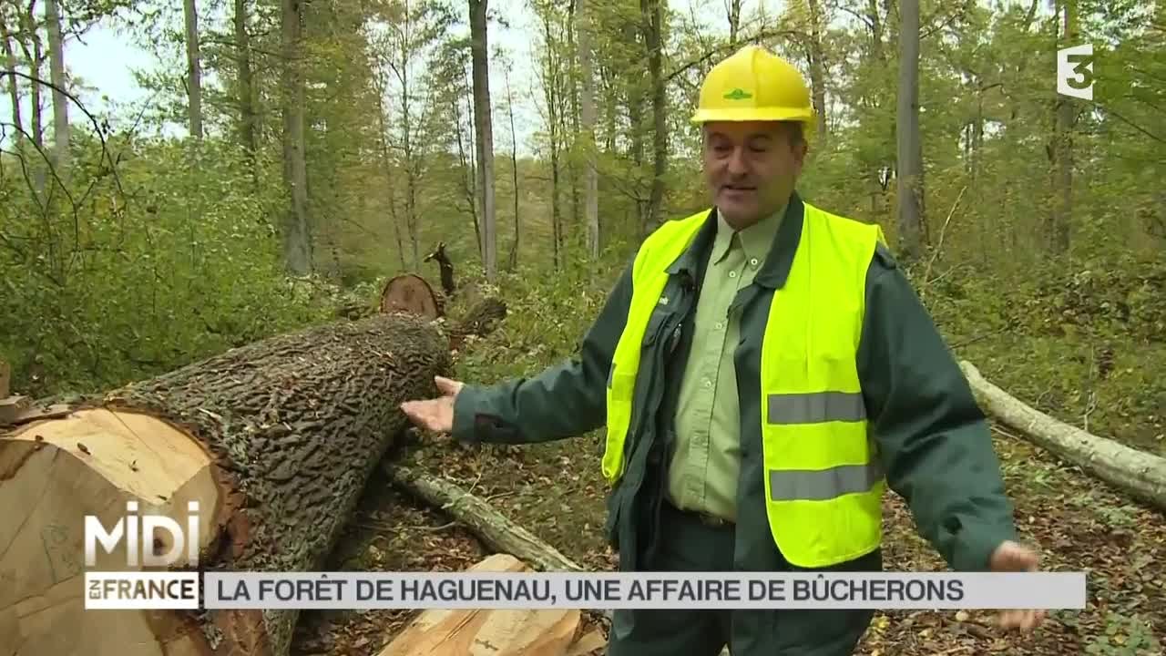 LE FEUILLETON : La forêt de Haguenau, une affaire de bûcherons