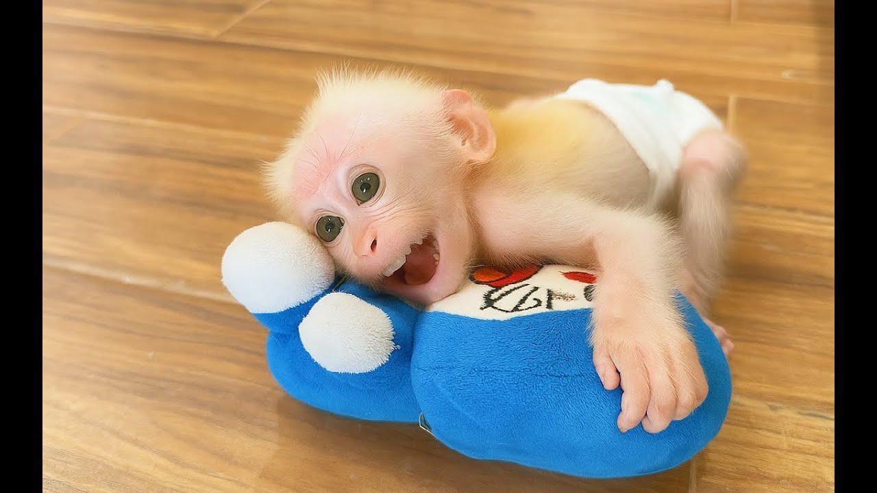 Baby Monkey Baba’s First Morning in His New Room – So Curious & Excited!