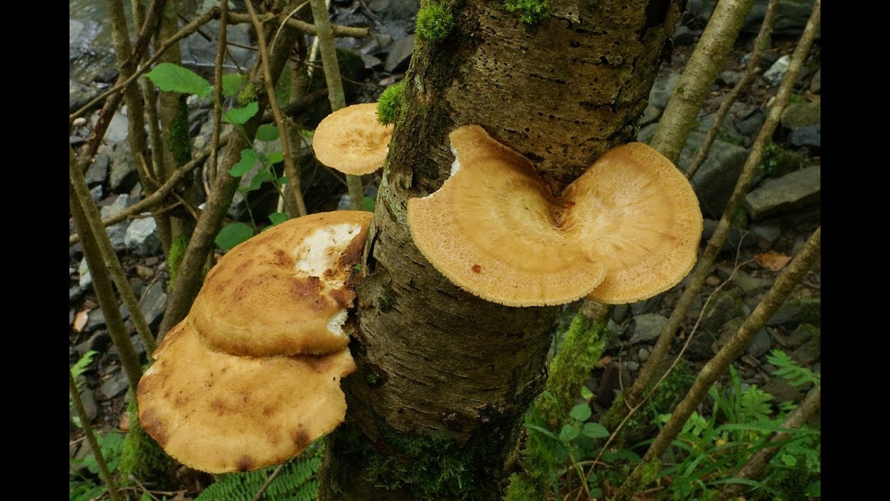 Polyporus tuberaster (Jacq. ex Pers.) Fr. 1815