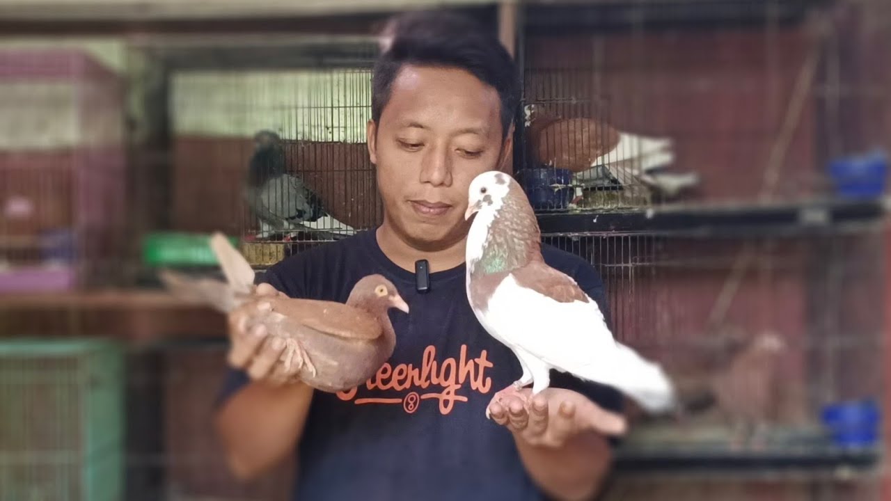 CARA GANTI JODOH MERPATI YANG BENAR @ALDP_CRB