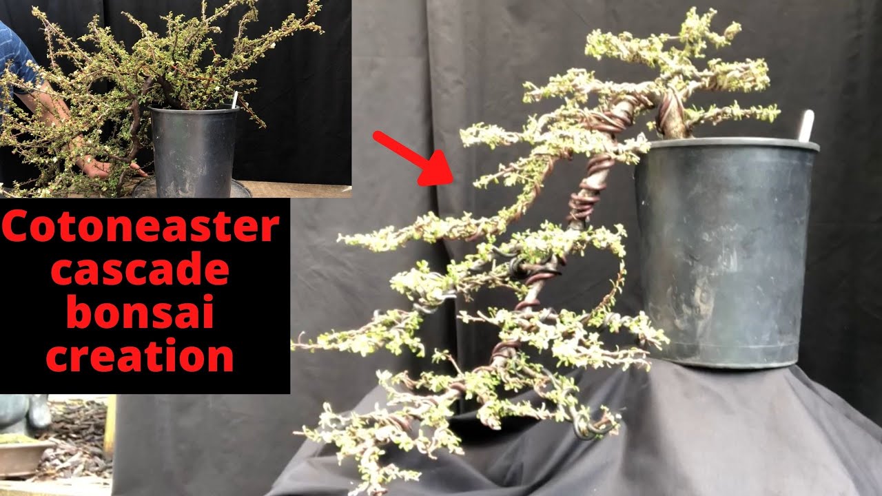 Cascade bonsai creation Cotoneaster - from bonsai stock to cascade bonsai