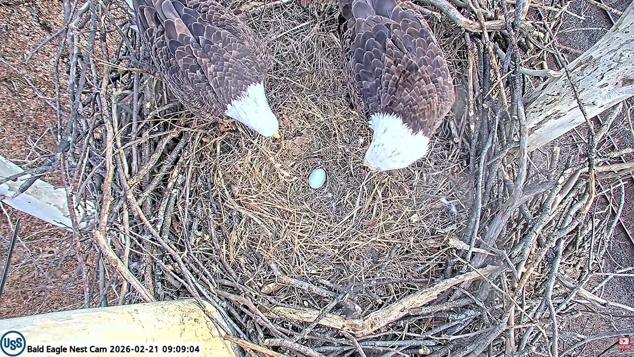 U  S  Steel Bald Eagle: Stella laid her first egg 🎉-- 2026 02 21