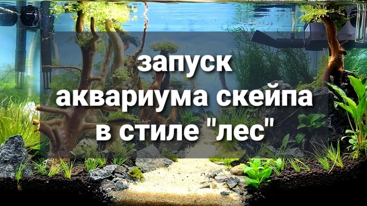 Запуск аквариума с нуля. Создание хардскейпа своими руками.