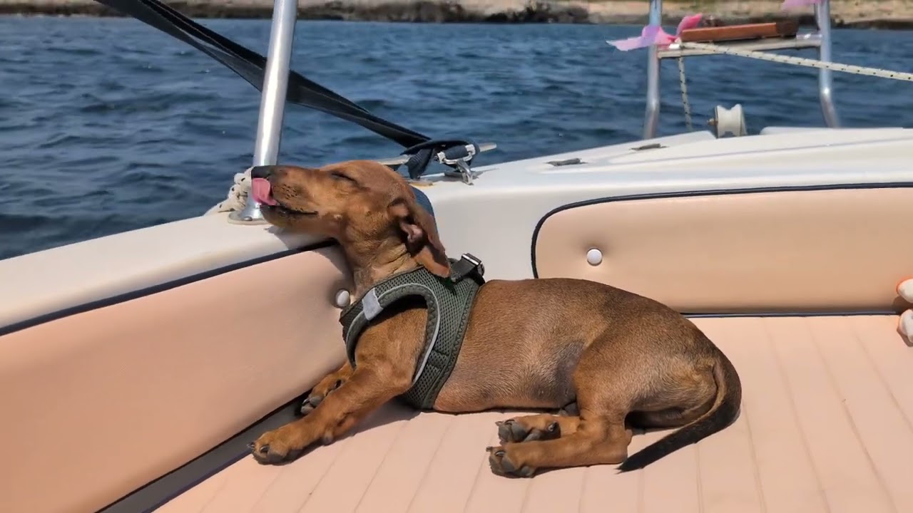 boat day with dachshund puppy