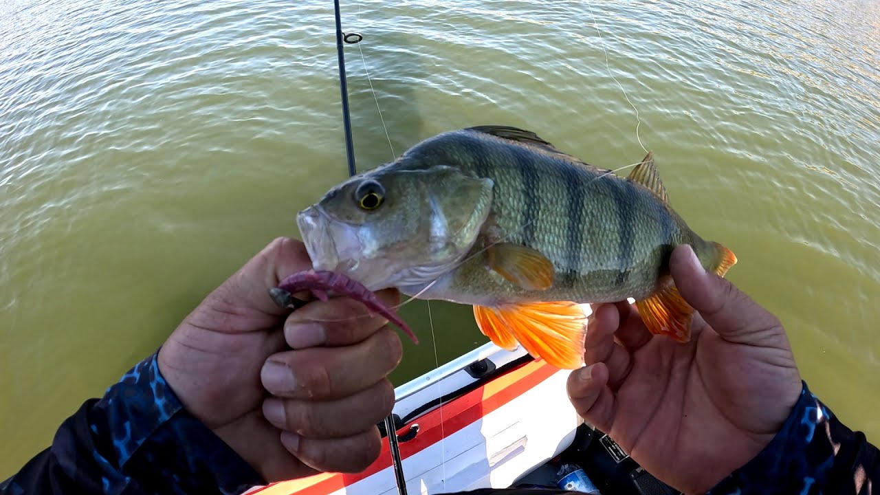 Perch Avı Onlarca Perch Balığı Yakaladım