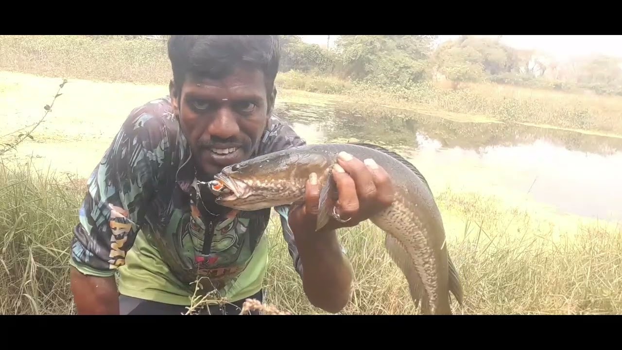 Tamil snakehead Angler fishing Vlog.KANNAN #@%%%%