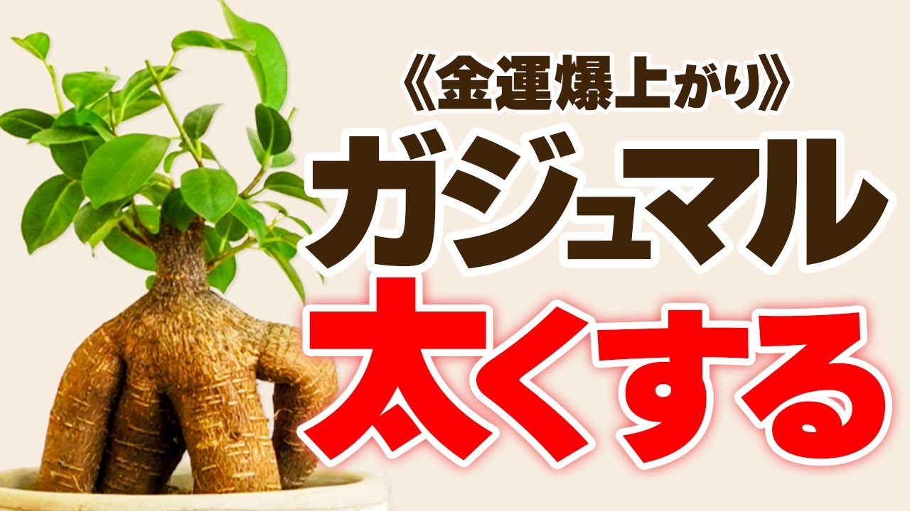 【運気UP】ガジュマル大きく育てる３つの方法【観葉植物】