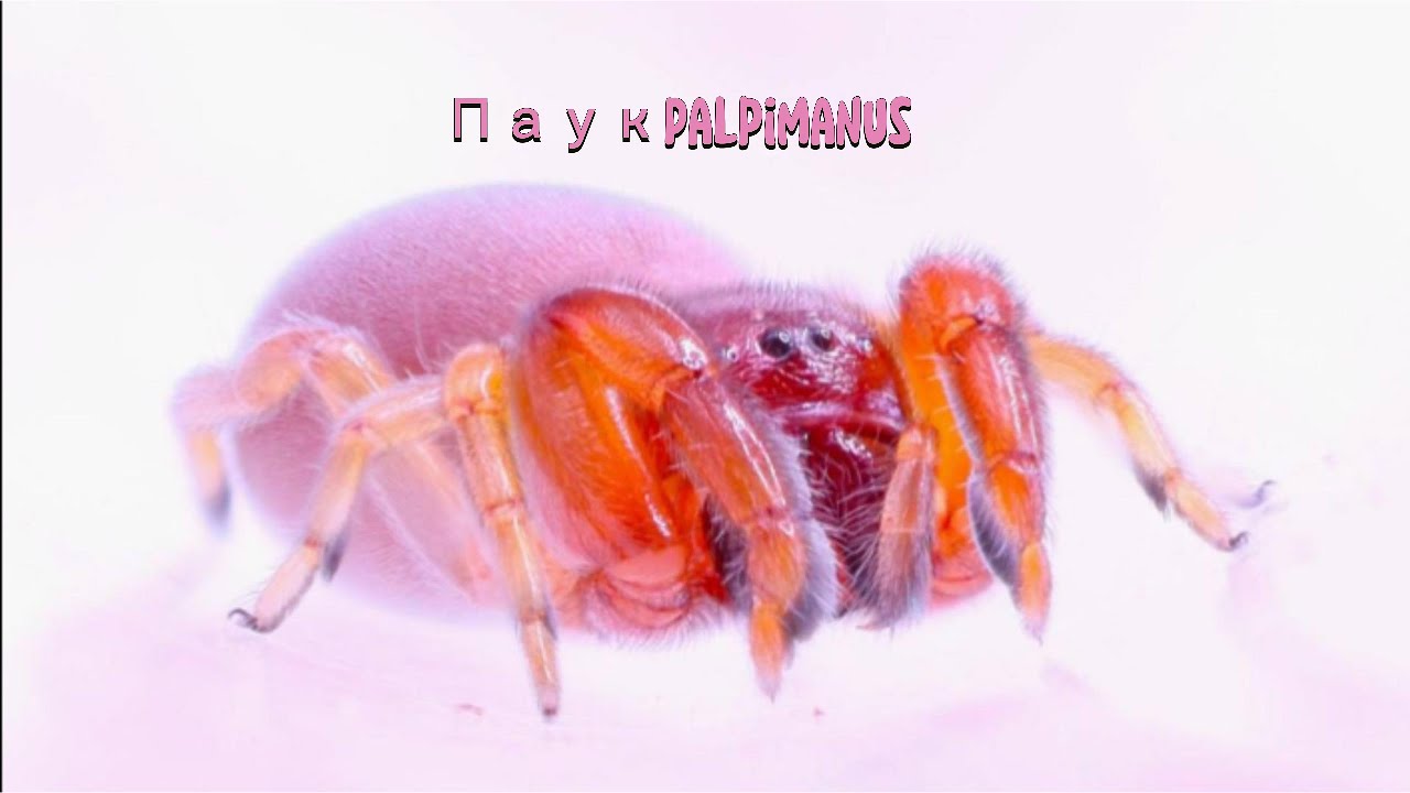 Паук Palpimanus - крутой охотник на термитов с необычными ловчими лапками.