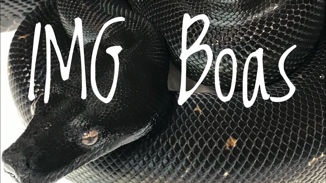 IMG Boas