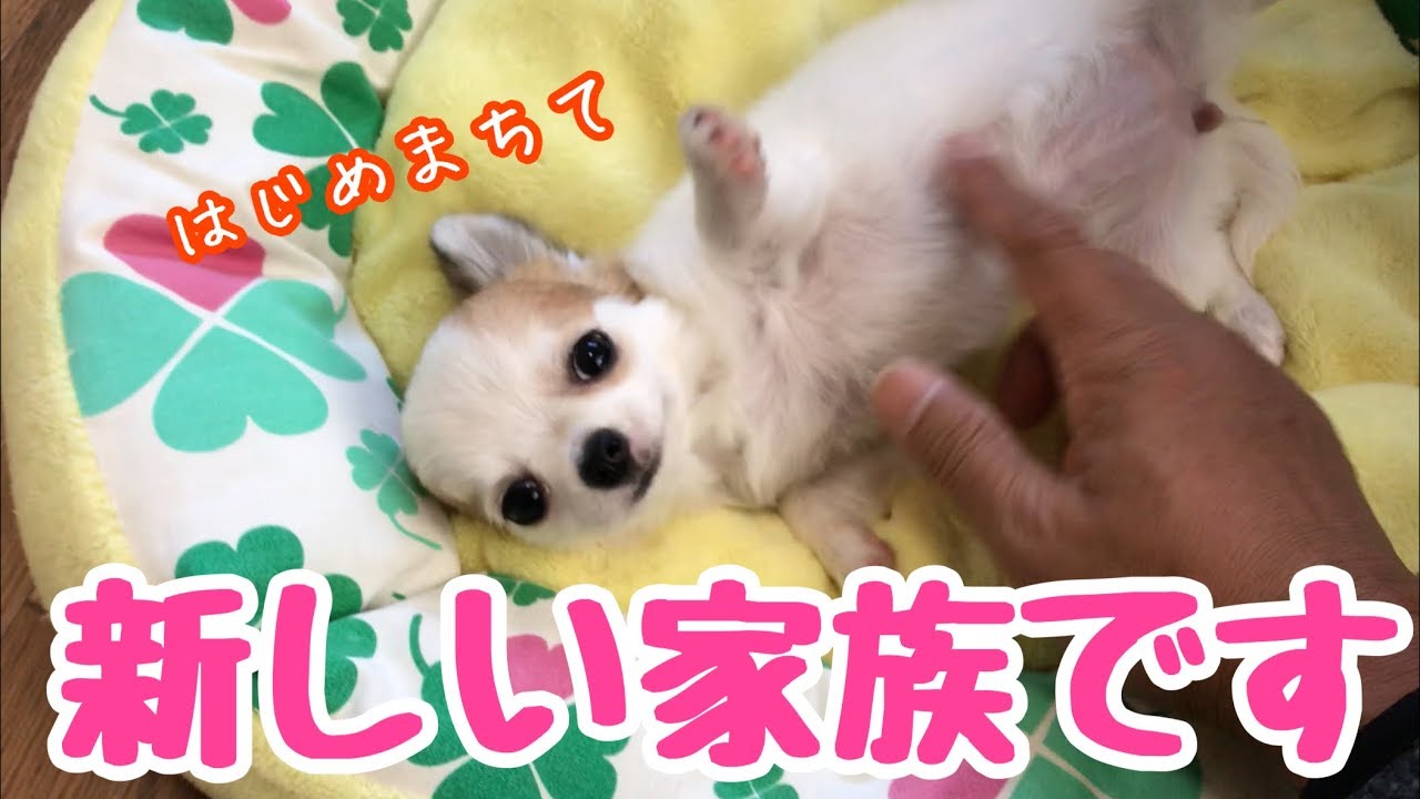 生後3ヵ月のチワワを家族に迎え入れました【パピーチワワ】