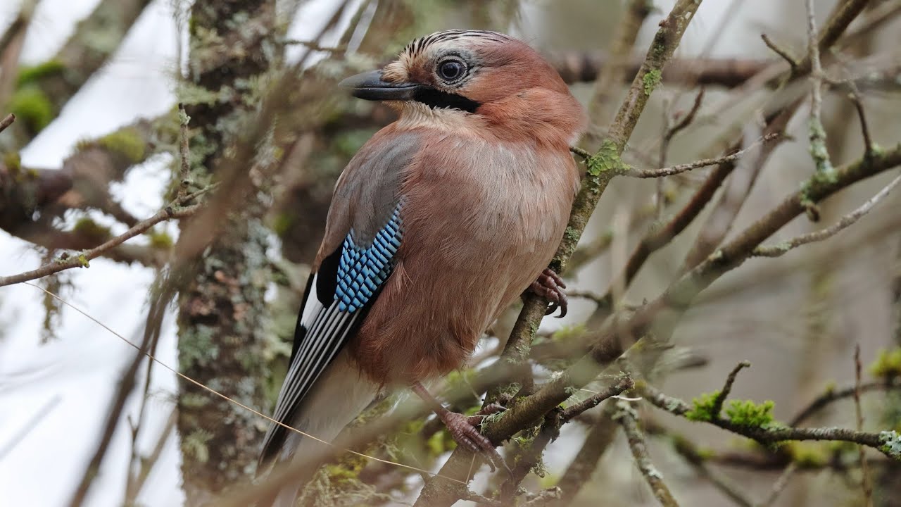 Wildlife Activity Around the Bird Feeders