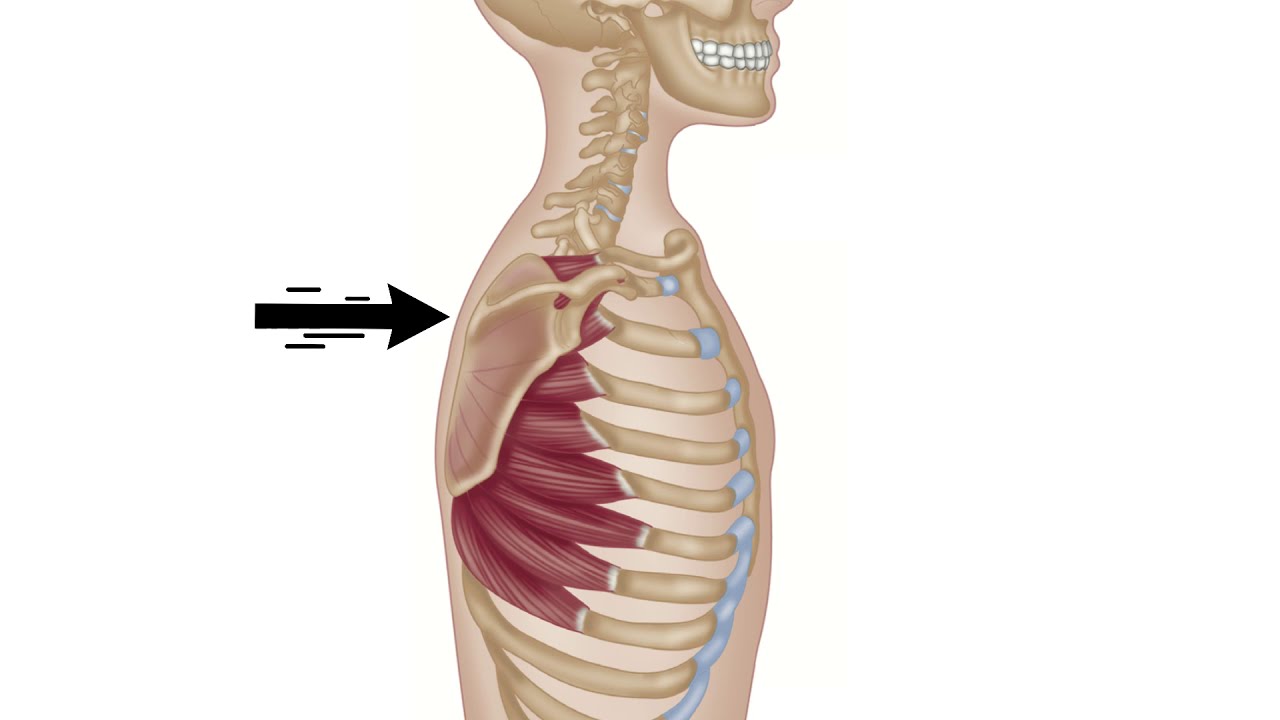 Serratus Anterior | Winged Scapula | Trigger Point Therapy