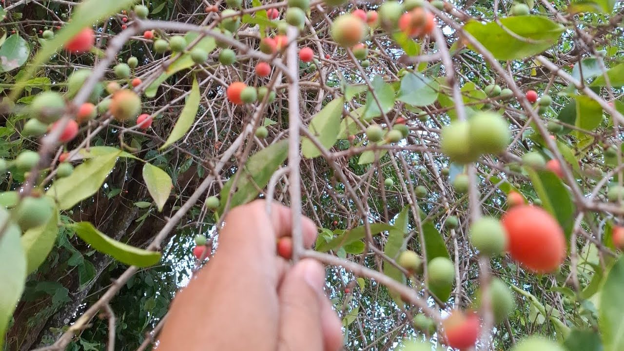 ผลไม้ของเด็กเลี้ยงควายในตำนาน