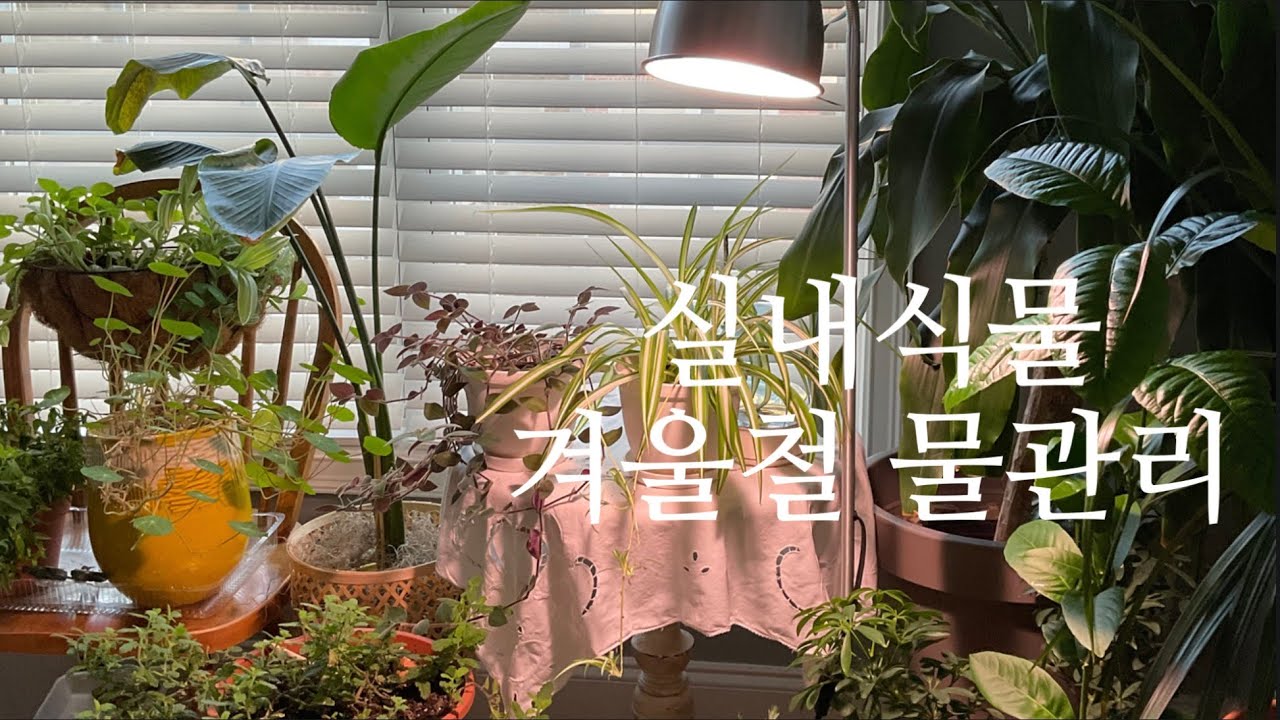 🇺🇸실내정원 겨울철 물관리법/플랜테리어 홈카페/고구마팬케잌 만들기/60대 이쁘게 살기