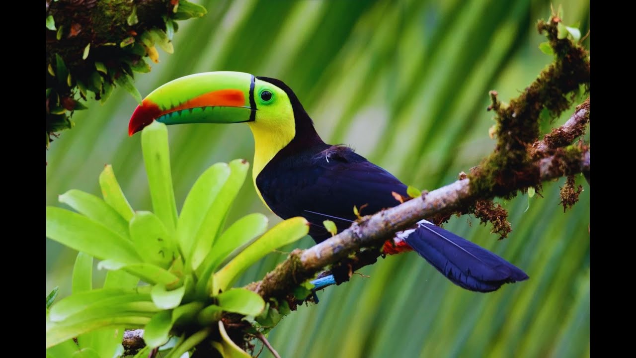 VOYAGE AU COSTA RICA - PURA VIDA - INCONTOURNALES ET AVENTURES NATURES
