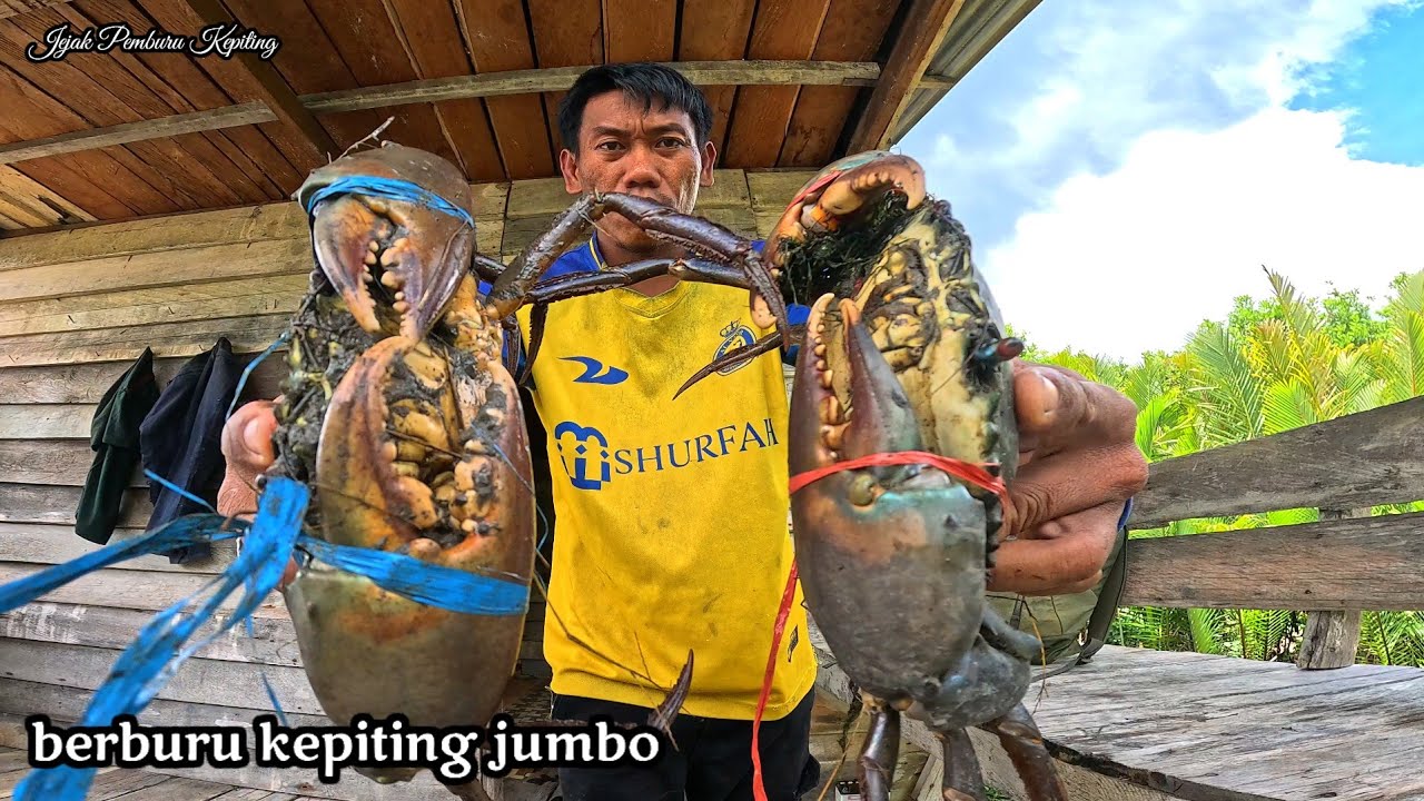 Imlek berlalu awal ramadhan kepiting tambah mahal berburu kepiting bakau sampai ke dalam sarangnya