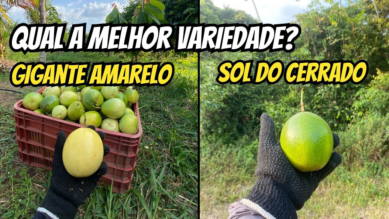 Qual a melhor varidade de maracujá? (Comparando BRS Gigante amarelo e BRS Sol do Cerrado)