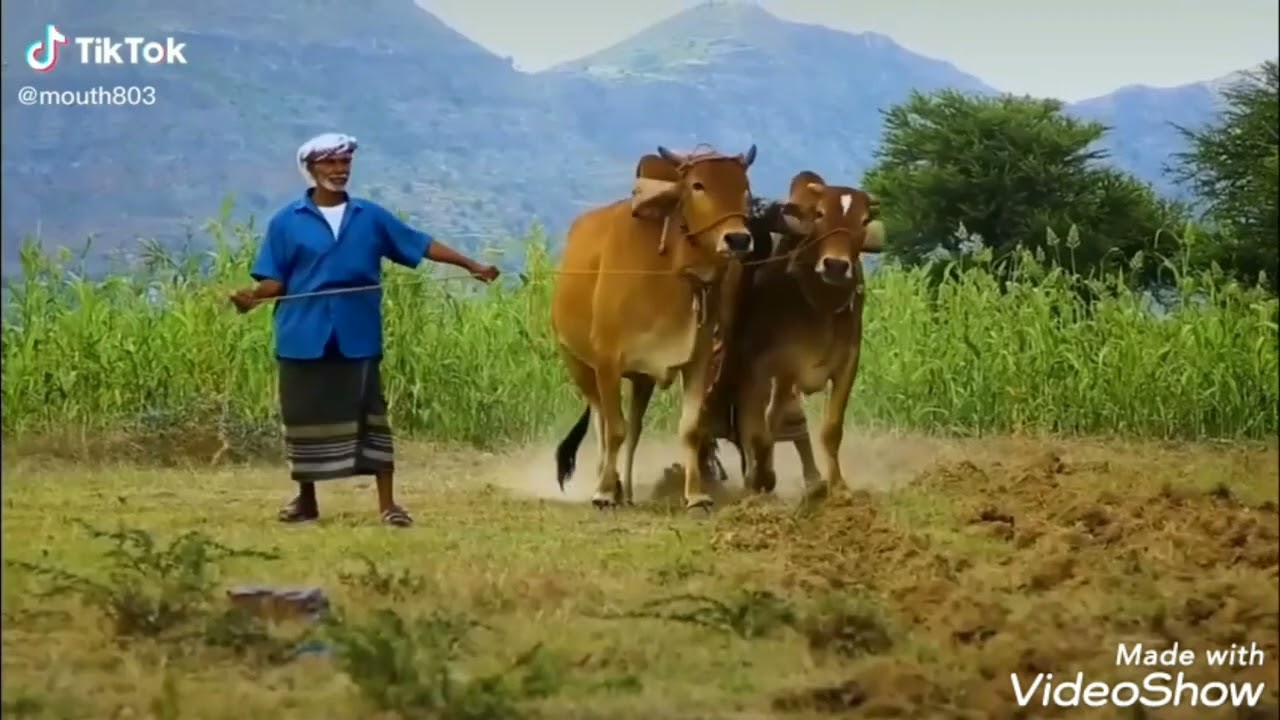 الزراعة في ريف تعز@