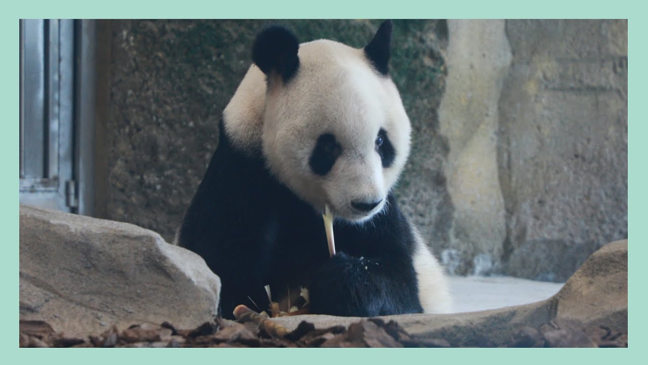 【永明(えいめい)】帰国後の動画初公開 | iPanda パンダ楽園