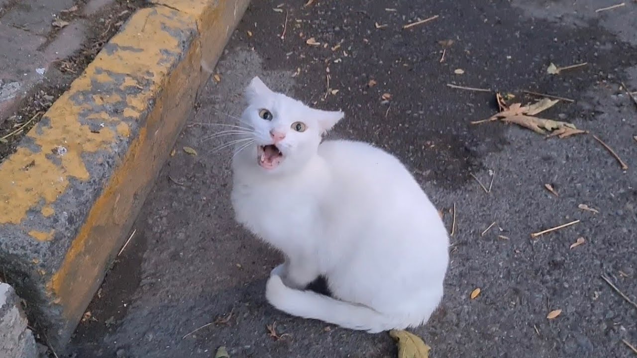 Angry White Cat is not very angry today.
