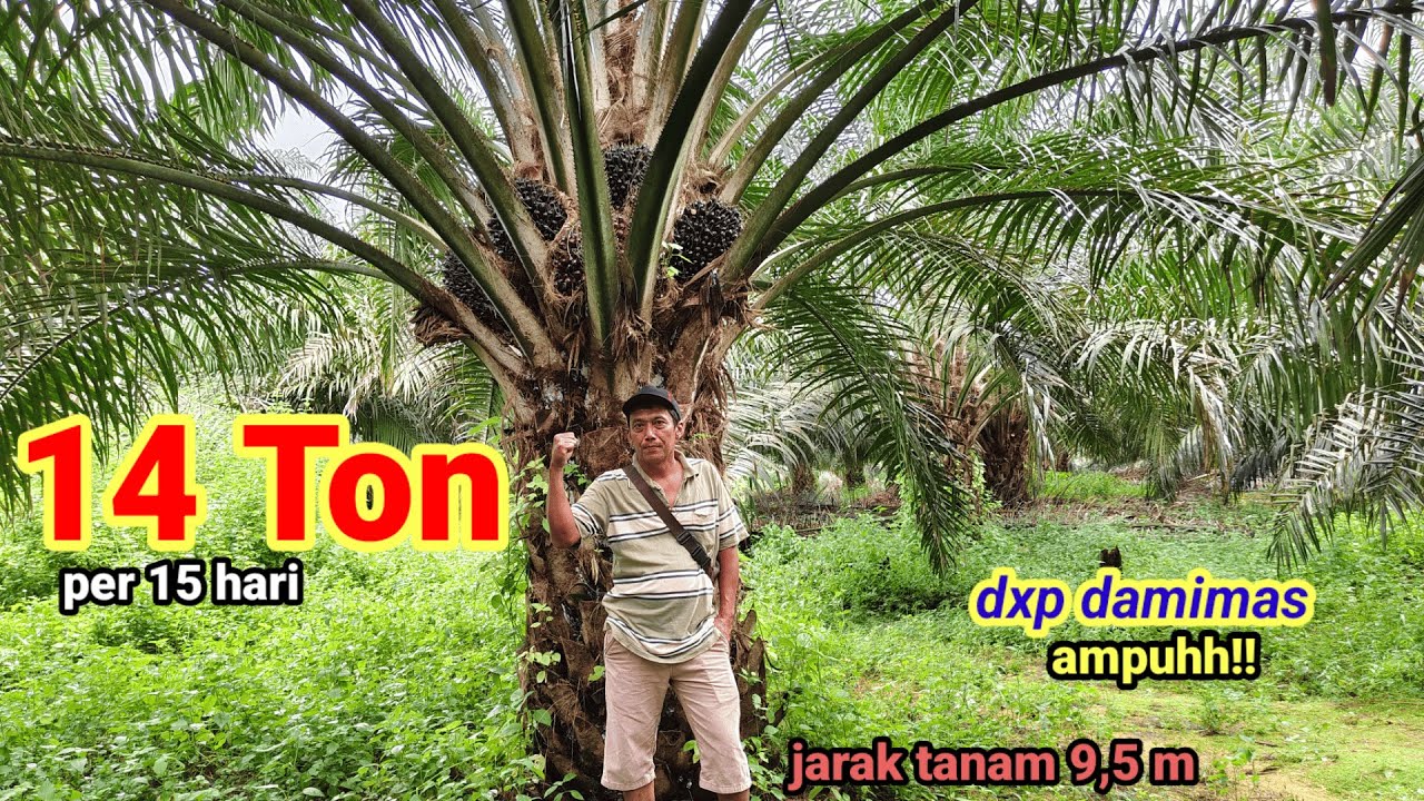 Asli tembus 14 ton per 15 hari!! Jalan-jalan ke Kebun Sultan damimas sekitar 7 ha jarak tanam 9,5m