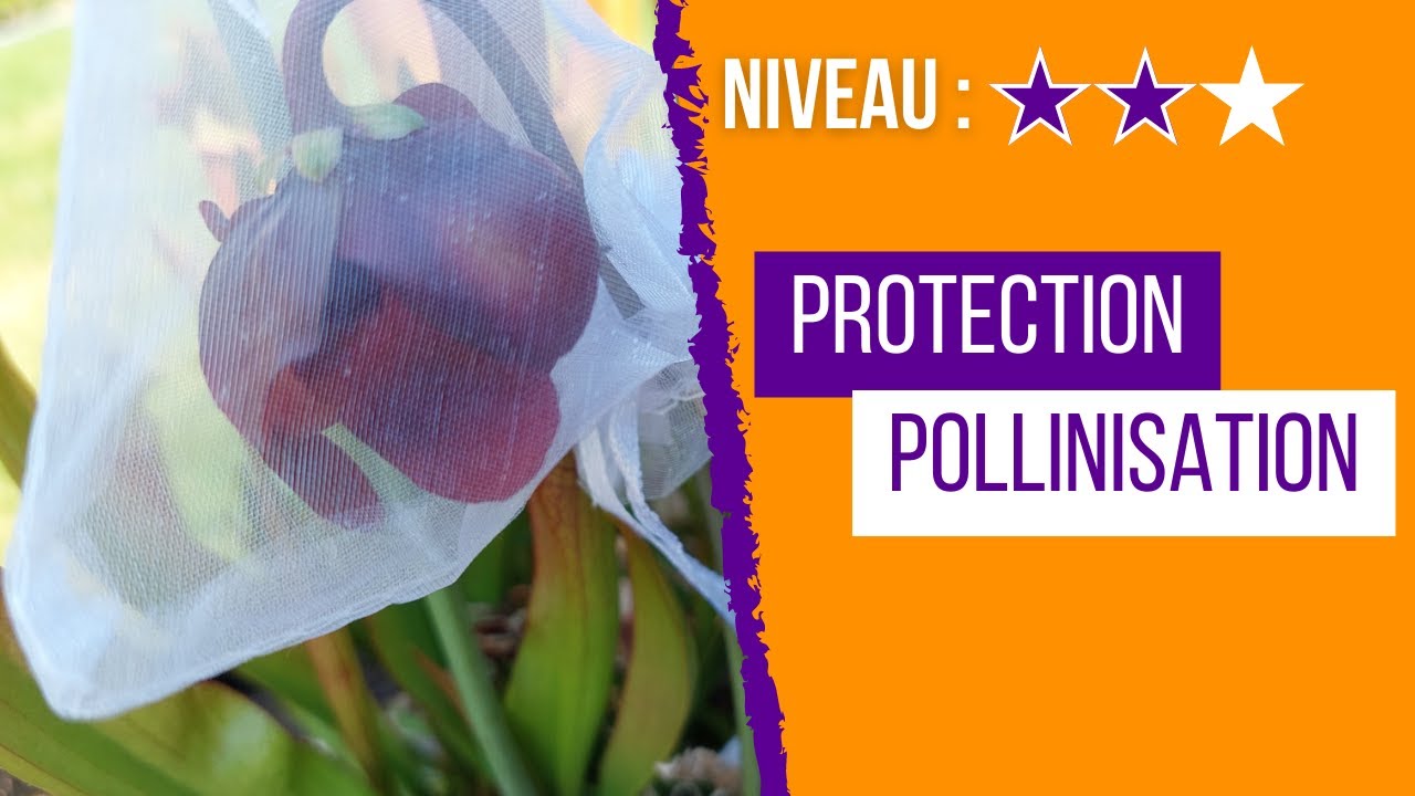 Comment prot&eacute;ger les Fleurs des Plantes Carnivores pour une Pollinisation contr&ocirc;l&eacute;e !