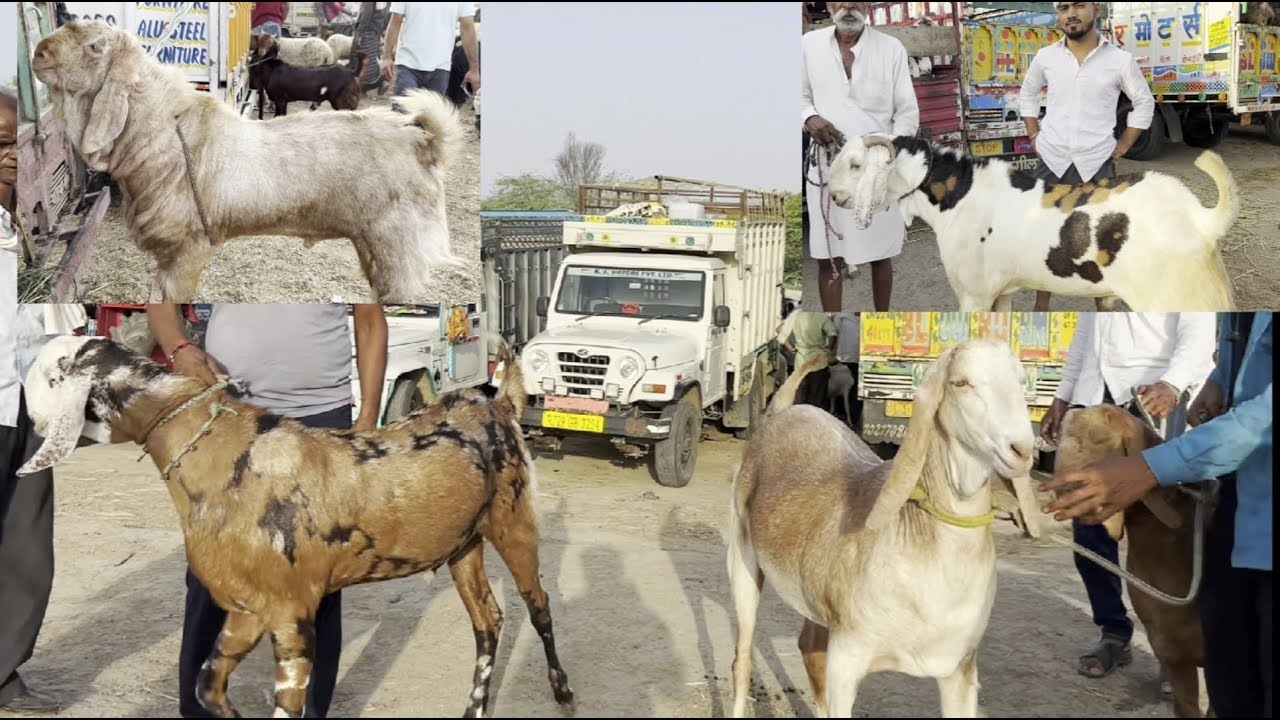 Rajasthan bakra mandi Tonk goat market live updet cover with price 5th June 2024