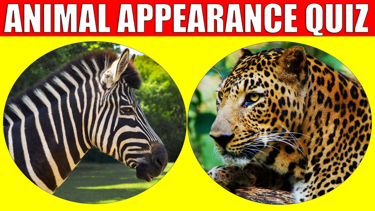 Animal Appearances Quiz |  Quiz Game for Kids, Preschoolers and Kindergarten