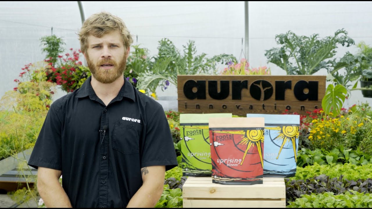 Aurora Innovations Roots Organics Dry Nutrients