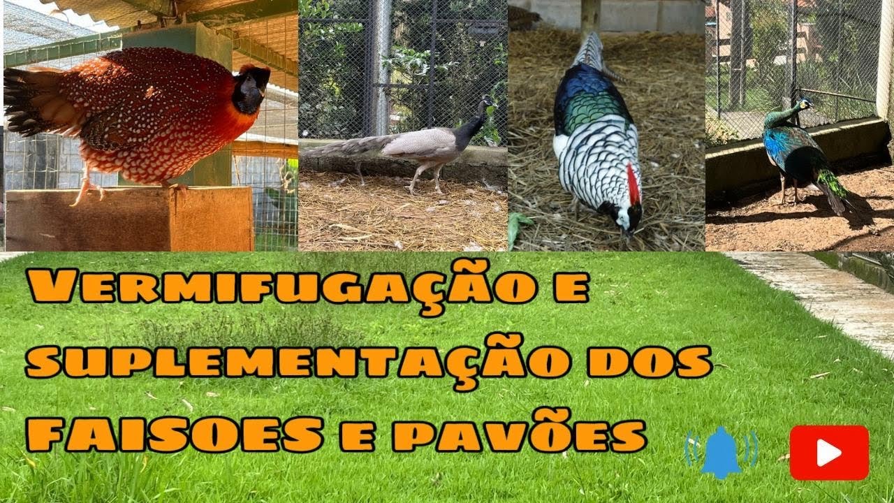 Plantel vermifugado e já controlado ectoparasita agora é suplementar com vitaminas as matrizes.