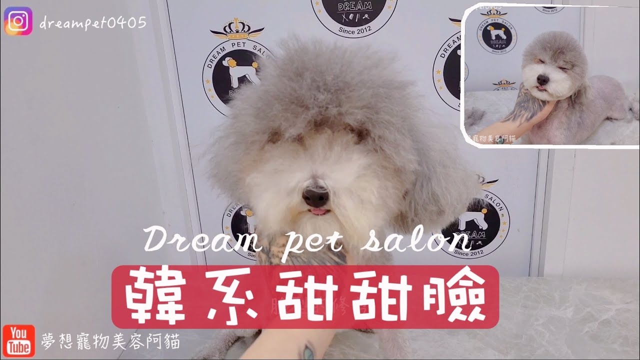 使用小彎剪 剪出可愛臉型 貴賓狗 臉型修剪  / Pet grooming 夢想寵物美容 129 寵物美容師阿貓