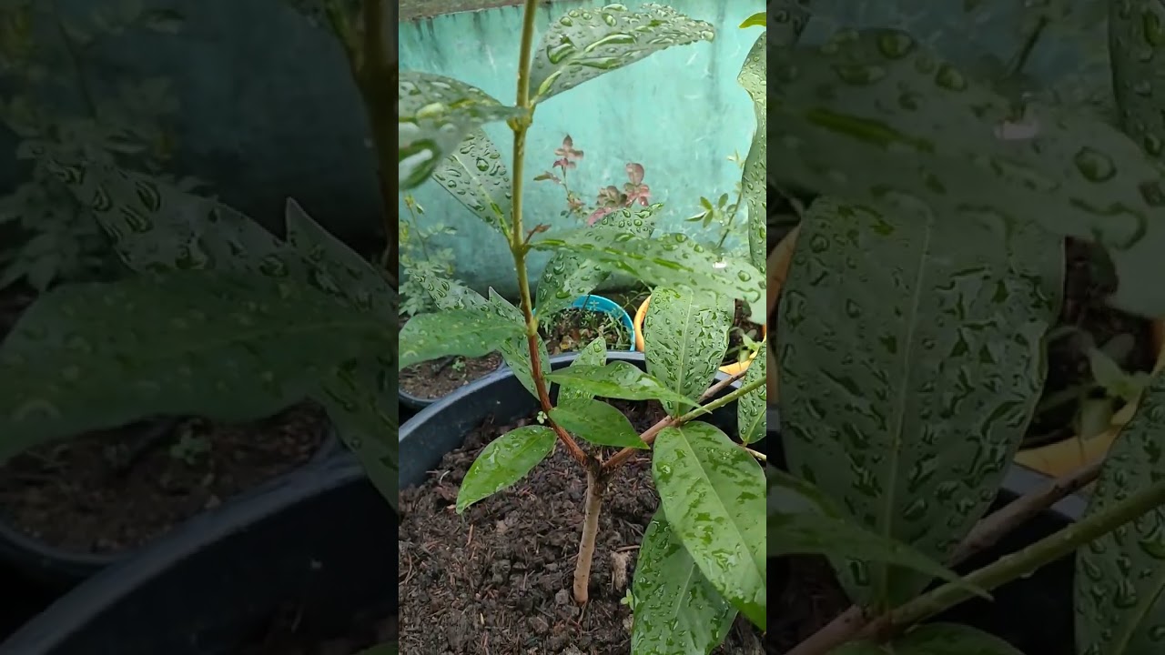 Tanam Jambu Air cepat Berbuah dalam Pot Besar #howto #grafting #jambu