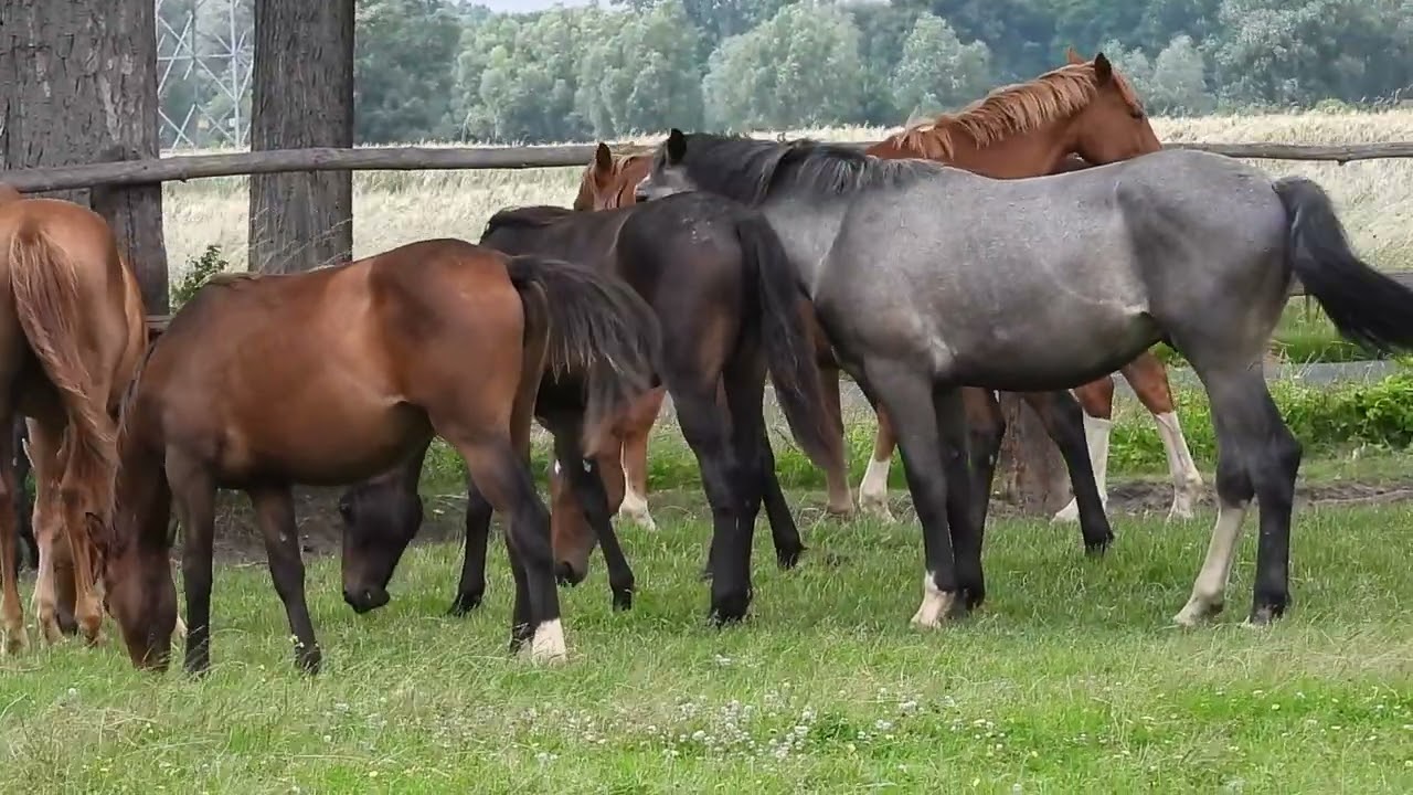 Mon cheval a des réactions explosives et soudaines qui le rendent imprévisible. Pourquoi fait-il ça?