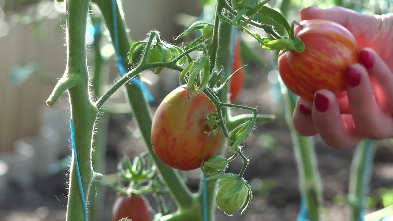 Comment bien r&eacute;colter ses tomates et les conserver ?