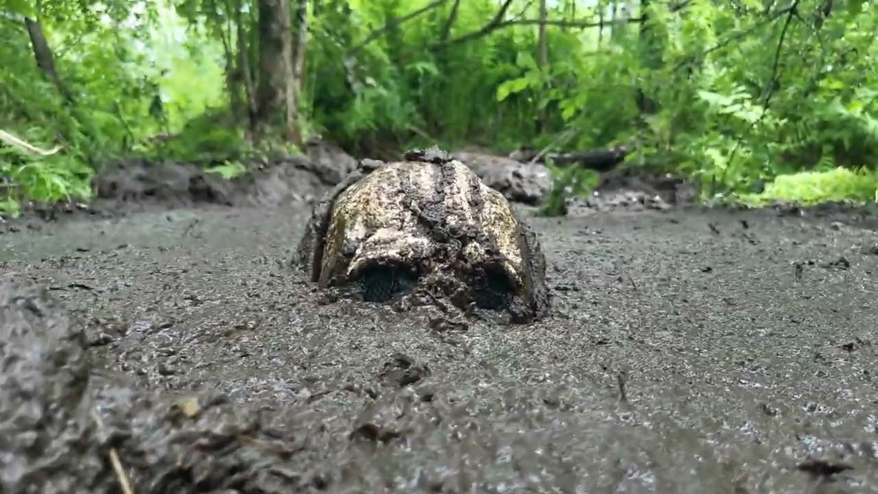 Bog vlog - Masurian Forest Bog 2024 | Day 2 | Take 4
