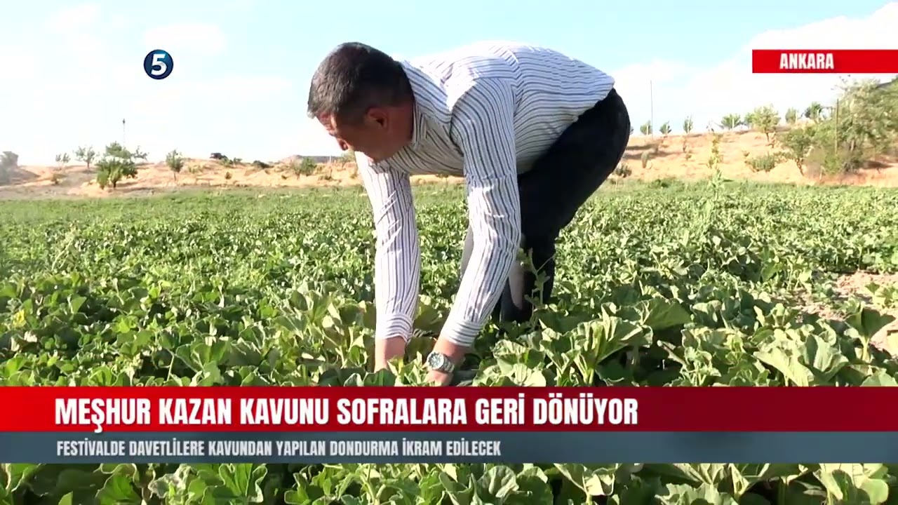 Meşhur Kazan Kavunu Sofralara Geri Dönüyor