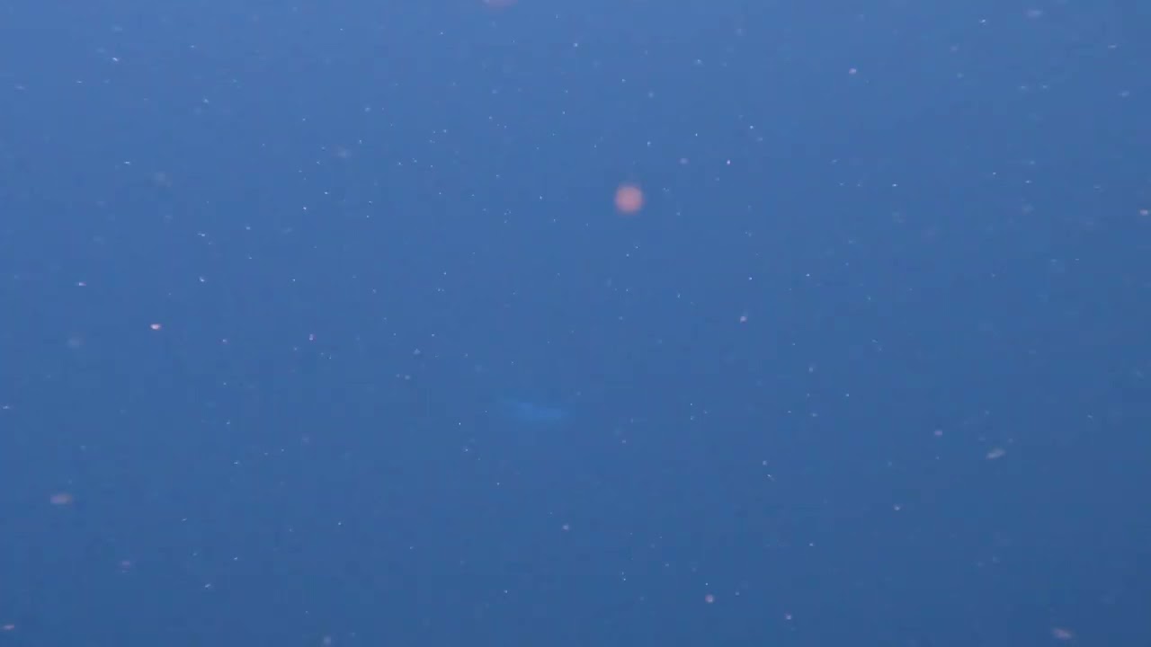 究極のアルファ波＆深いシータ波あふれでる 加計呂麻島クジラ🐋ソング🪄