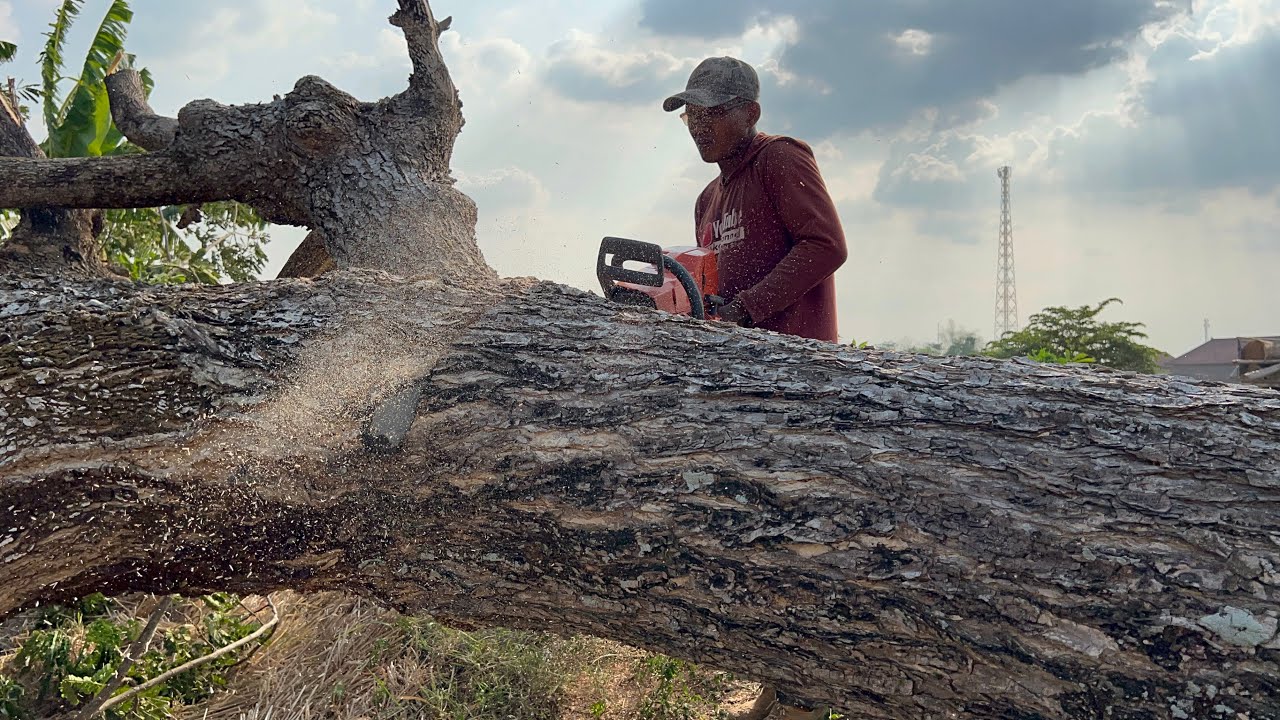 Husqvarna 395xp & Husqvarna 3120xp chainsaw.