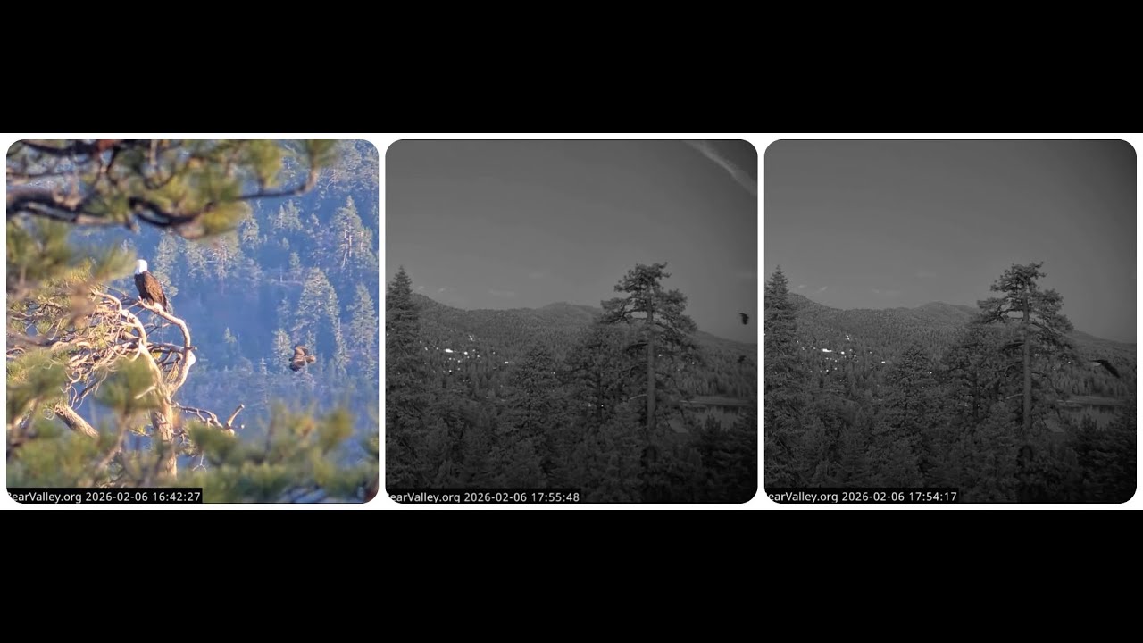Jackie and Shadow, excitement, strangers in the territory 06.02.2026  @FOBBVCAM