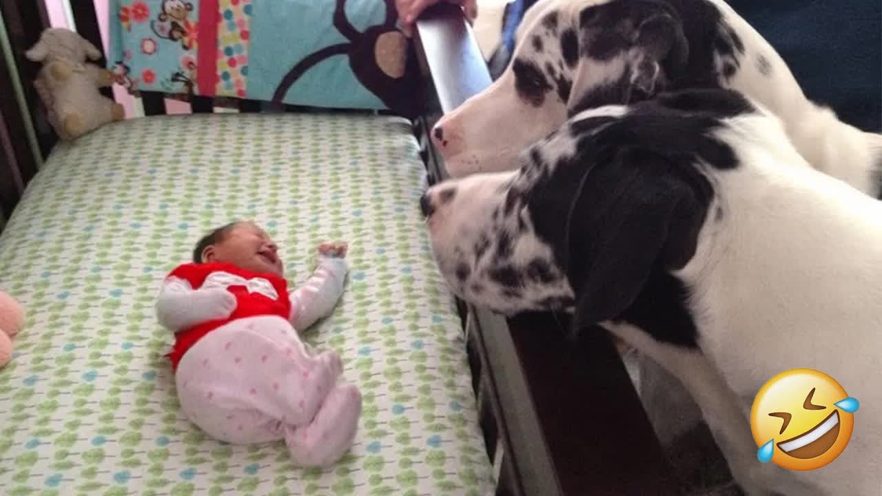 Dog Can’t Control His Emotions At First Time Seeing His Baby Sister 😍