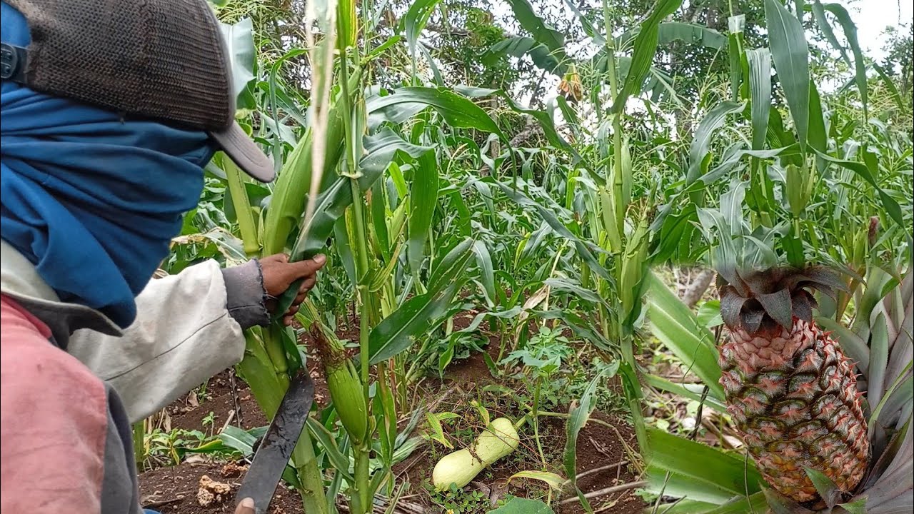 Cara tradisional ini bikin kualitas buah jagung tinggi | panen buah nenas bogor
