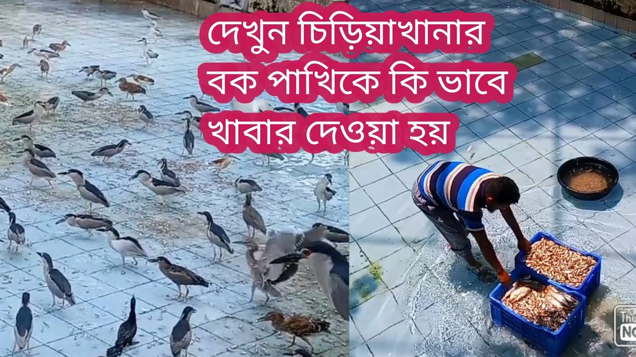 দেখুন চিড়িয়াখানার বক পাখি //Bangladesh National zoo bok pashi//Mirpur Dhaka Bangladesh zoo