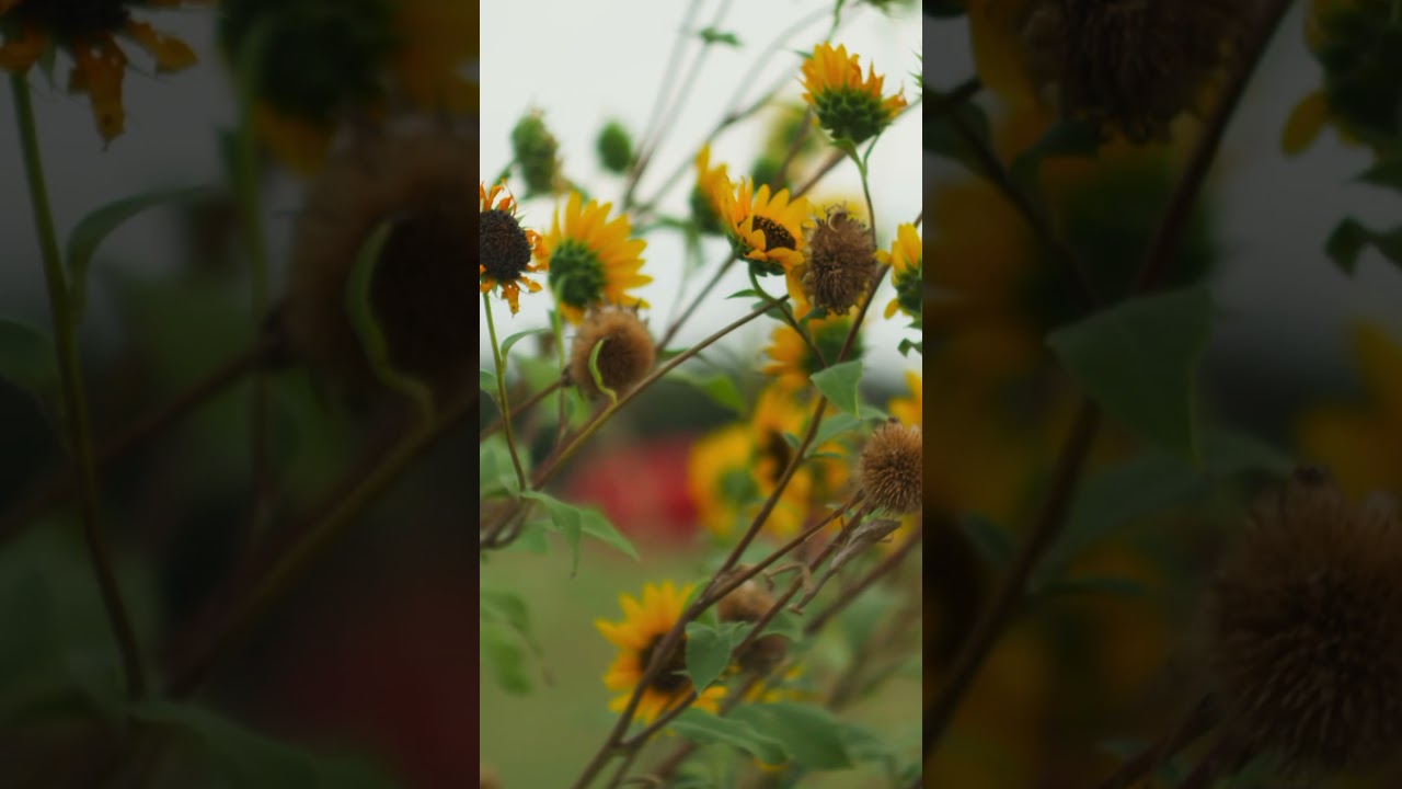 Komodo 6k + Helios 44-2 #davinciresolve #filmmaking #subscribe #redkomodo #helios44