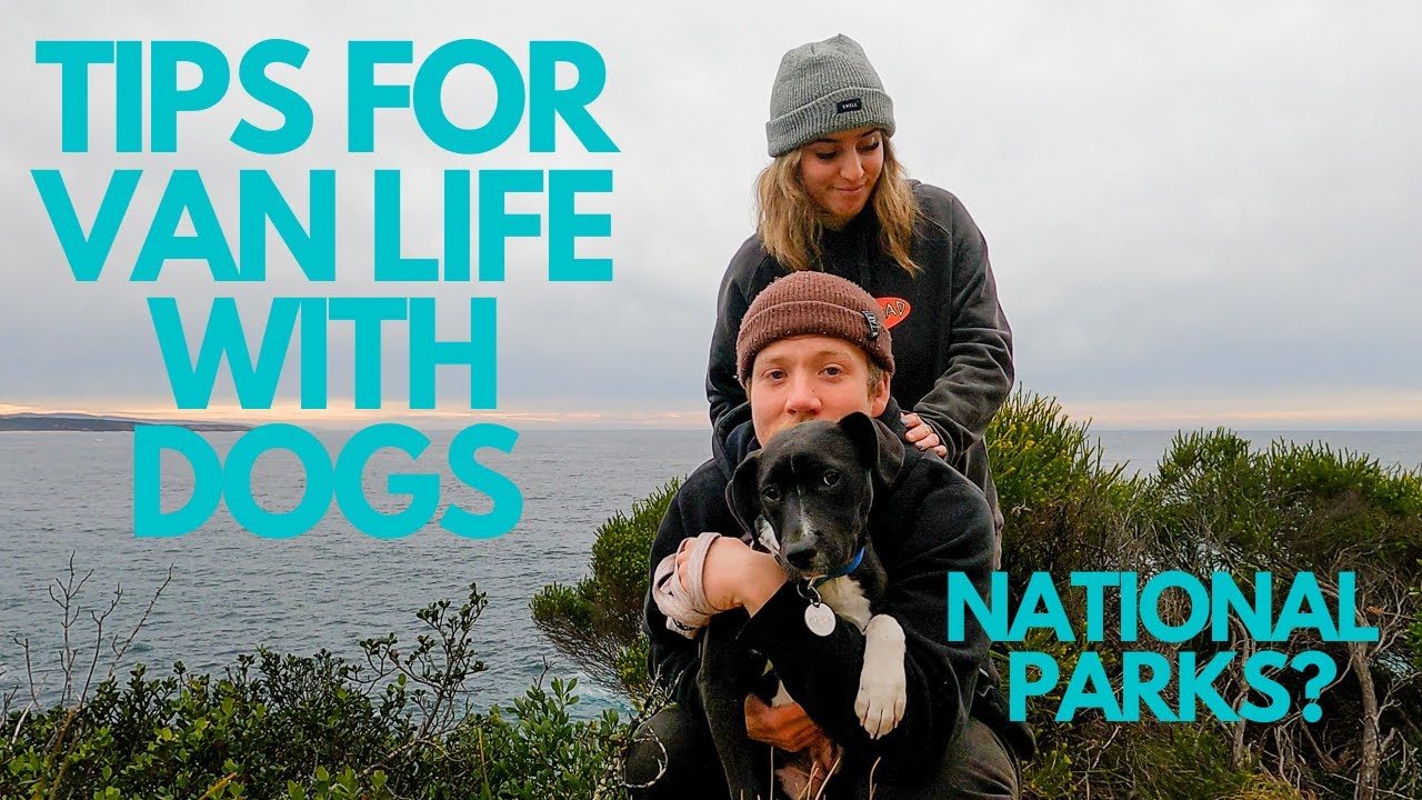How to VAN LIFE with a DOG in Australia? | Tips for traveling with your pets
