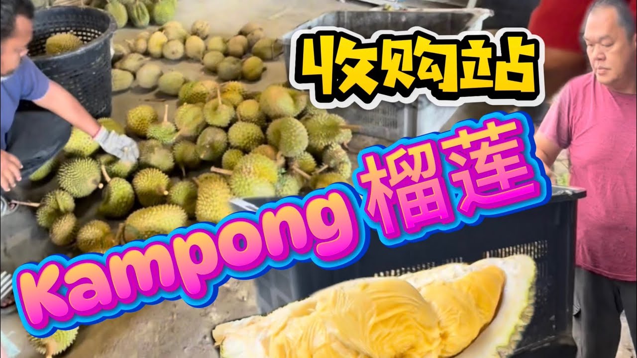 在 Kampong 里面的Kampong 榴莲收购站，也是收果商的商业基地！