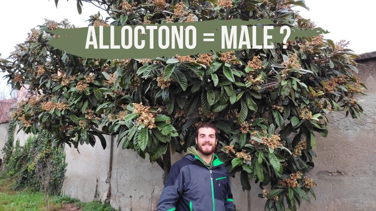 Il NESPOLO GIAPPONESE |conosciamo le piante|